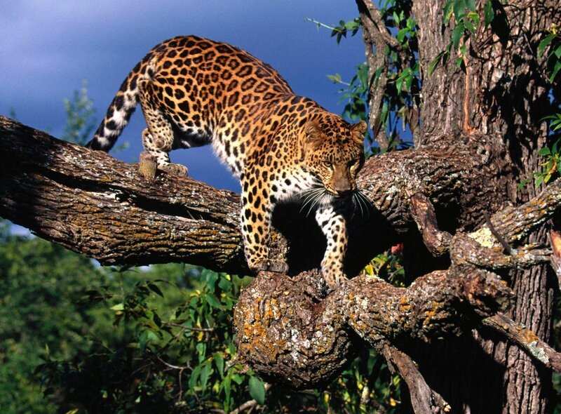 Leopard on Tree Branch — Brown, Natural, Afternoon, Photograph, Sky