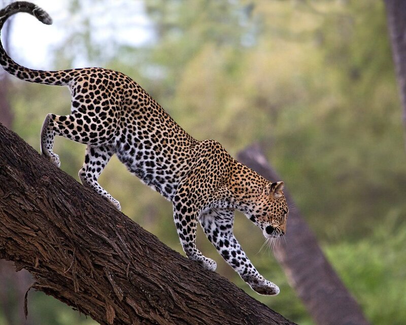Leopard on Tree Branch — Brown, Natural, Afternoon, Photograph