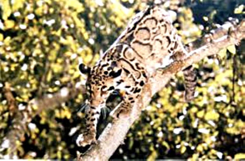 Leopard on Tree Branch — Brown, Natural, Photograph