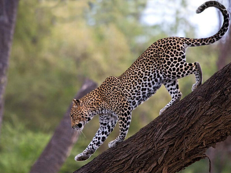 Leopard on Tree Branch — Brown, Natural