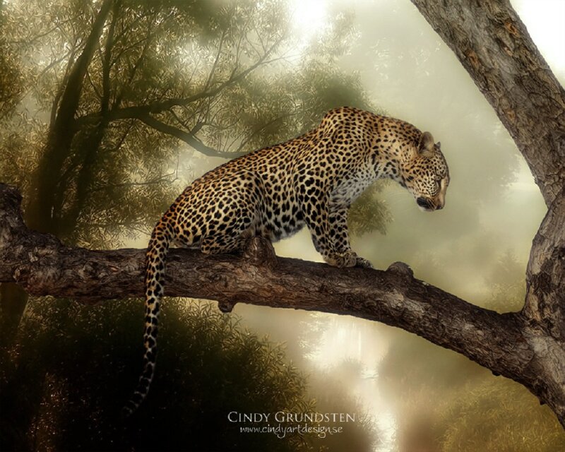 Leopard on Tree Branch — Brown, Serene