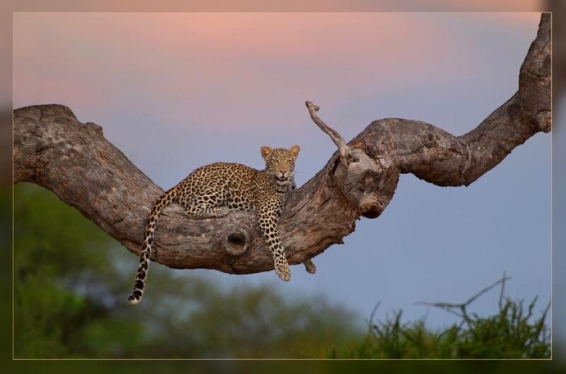 Leopard on Tree Branch — Brown