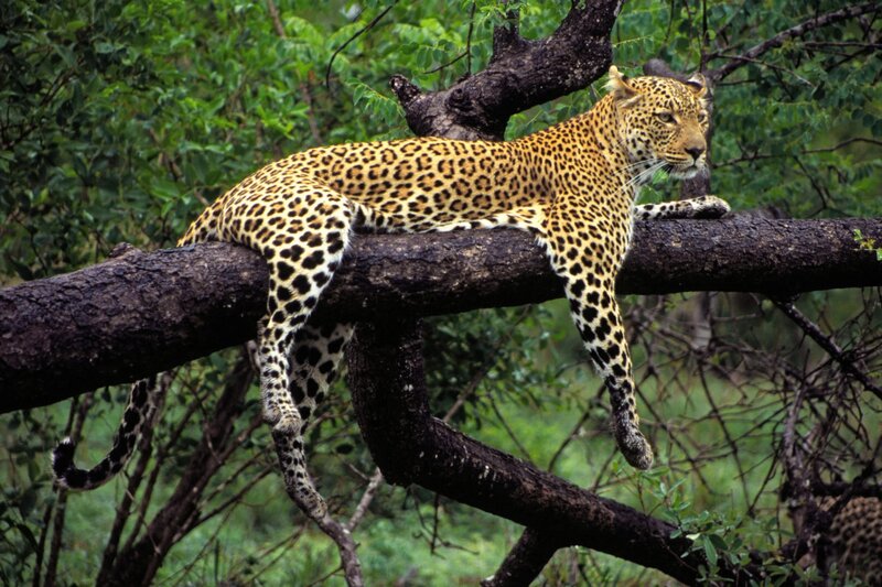 Leopard on Tree Branch — Forest