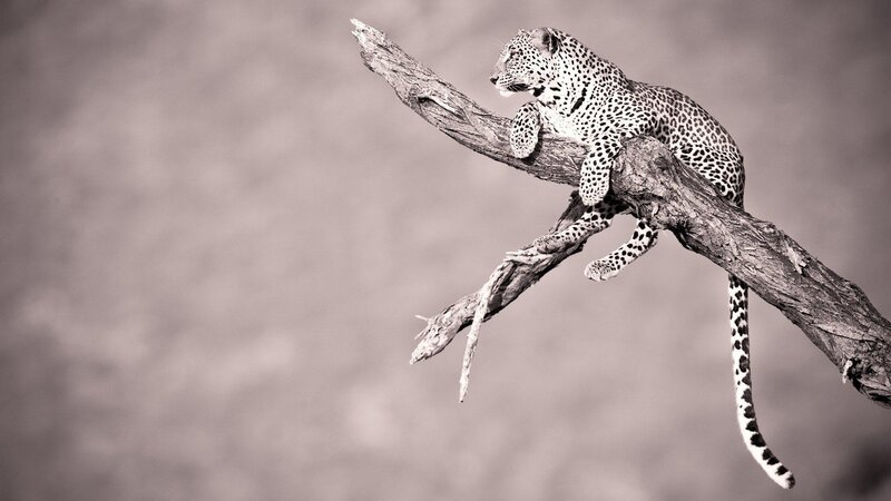 Leopard on Tree Branch — Gray, Calm, Photograph, Tree Branch, Black