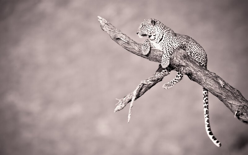 Leopard on Tree Branch — Gray, Calm, Photograph, Tree Branch