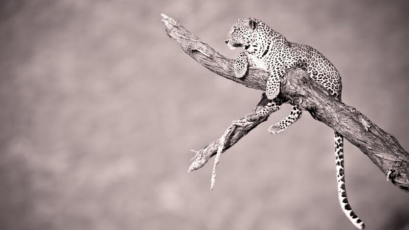 Leopard on Tree Branch — Gray, Calm