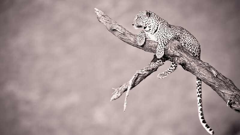 Leopard on Tree Branch — Gray