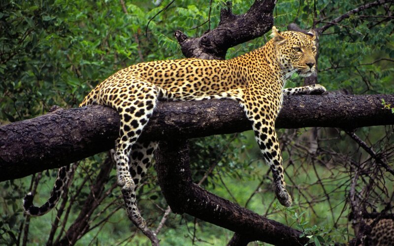 Leopard on Tree Branch — Green, Calm, Afternoon, Photograph, Forest