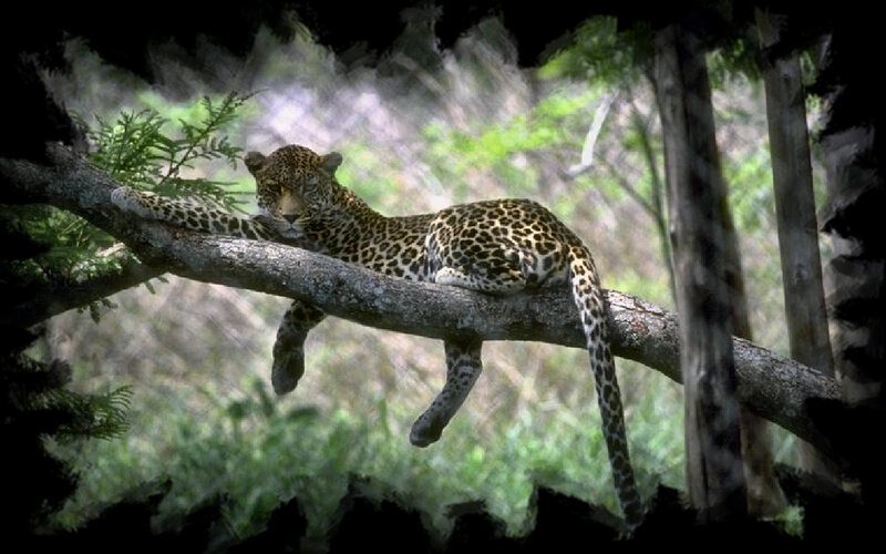 Leopard on Tree Branch — Green, Calm, Afternoon, Photograph