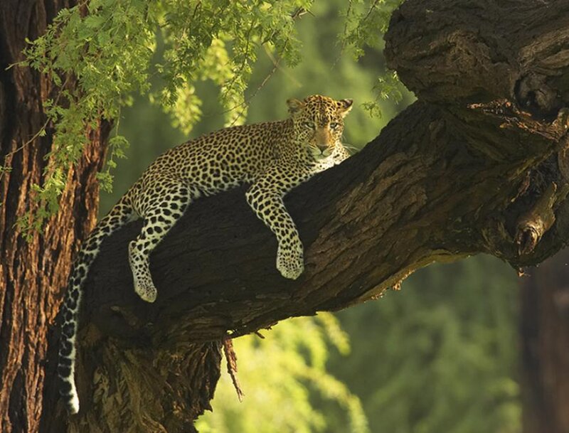 Leopard on Tree Branch — Green, Calm, Afternoon