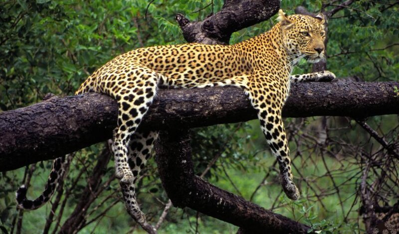 Leopard on Tree Branch — Green, Calm