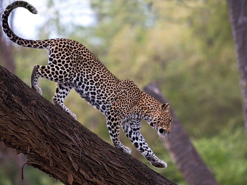 Leopard on Tree Branch — Natural