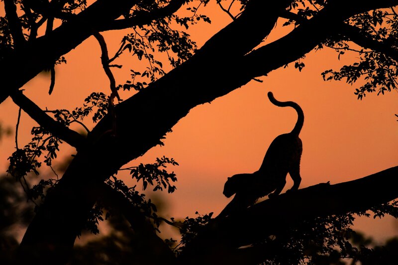 Leopard on Tree Branch — Orange, Dramatic