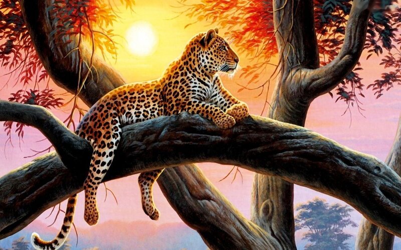 Leopard on Tree Branch — Orange, Serene, Sunset