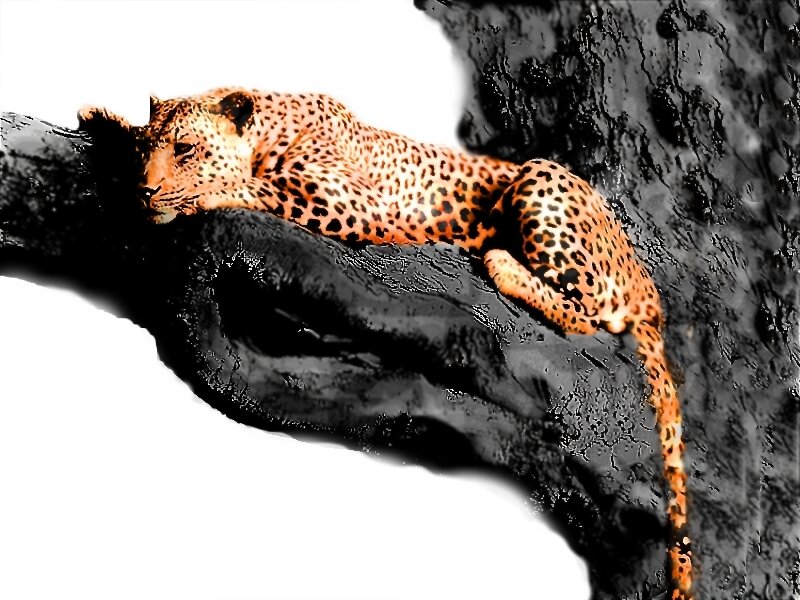 Leopard on Tree Branch — Orange