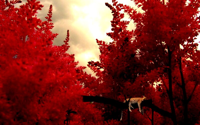 Leopard on Tree Branch — Red, Dramatic
