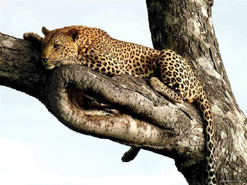 Leopard on Tree Branch