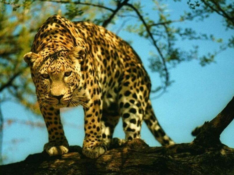 Leopard on Tree Branch — Yellow, Alert, Afternoon