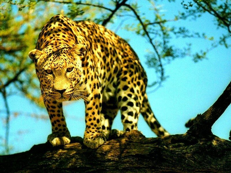 Leopard on Tree Branch — Yellow, Alert