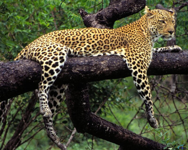 Leopard on Tree Branch — Yellow, Calm