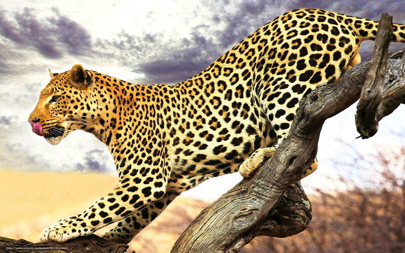 Leopard on Tree Branch — Yellow, Dramatic, Afternoon