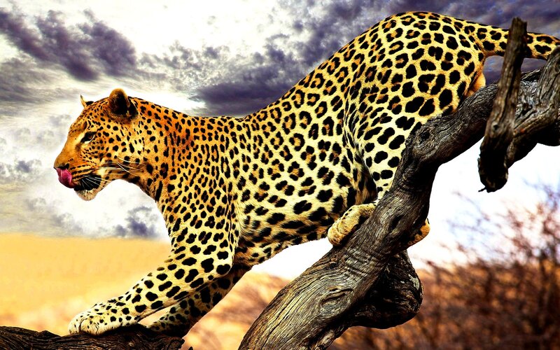 Leopard on Tree Branch — Yellow, Dramatic, Sunset, Photograph
