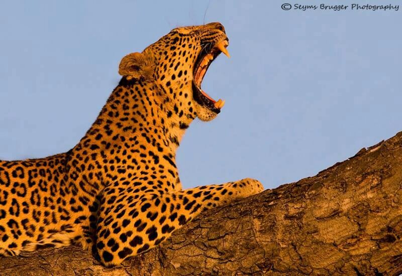 Leopard on Tree Branch — Yellow, Dramatic, Sunset