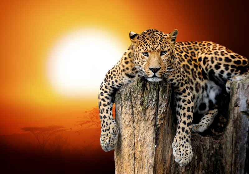 Leopard on Tree Stump — Orange