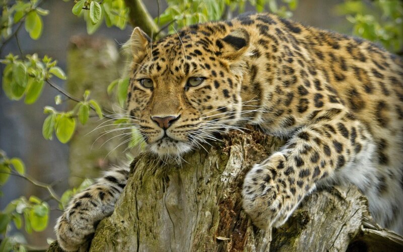 Leopard on Tree Stump