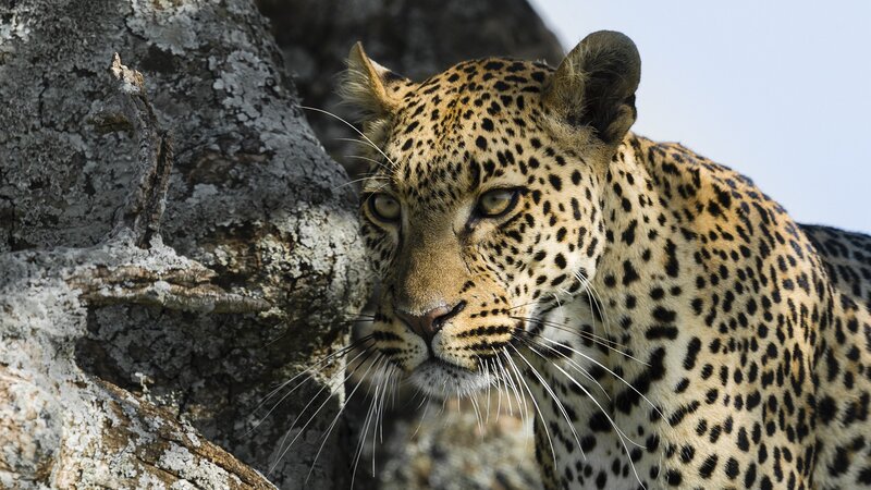 Leopard on Tree Trunk — Brown, Alert