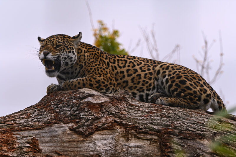 Leopard on Tree Trunk — Brown, Dramatic