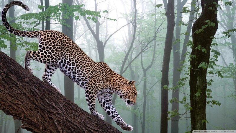 Leopard on Tree Trunk — Brown, Misty, Morning