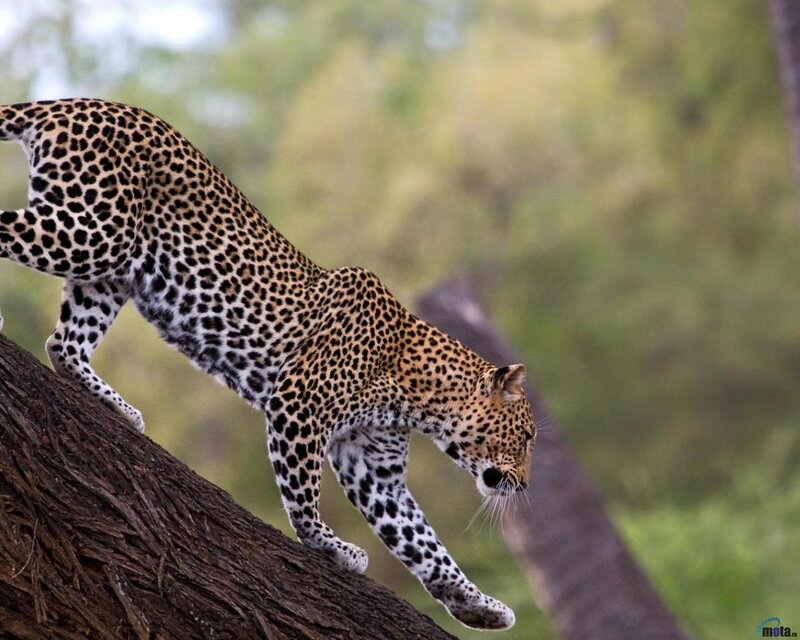 Leopard on Tree Trunk — Brown, Natural
