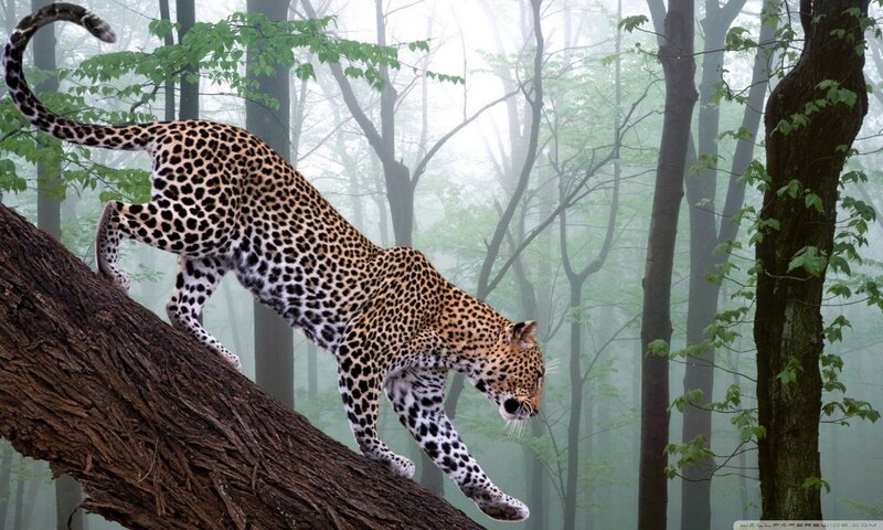 Leopard on Tree Trunk — Brown
