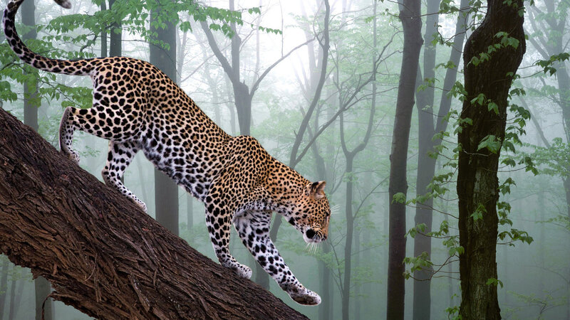 Leopard on Tree Trunk