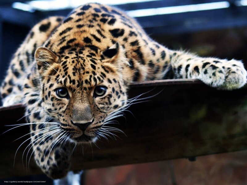 Leopard on Wooden Beam — Brown, Alert, Photograph