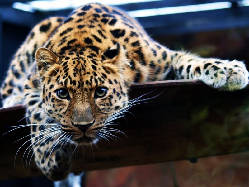 Leopard on Wooden Beam — Brown, Intense