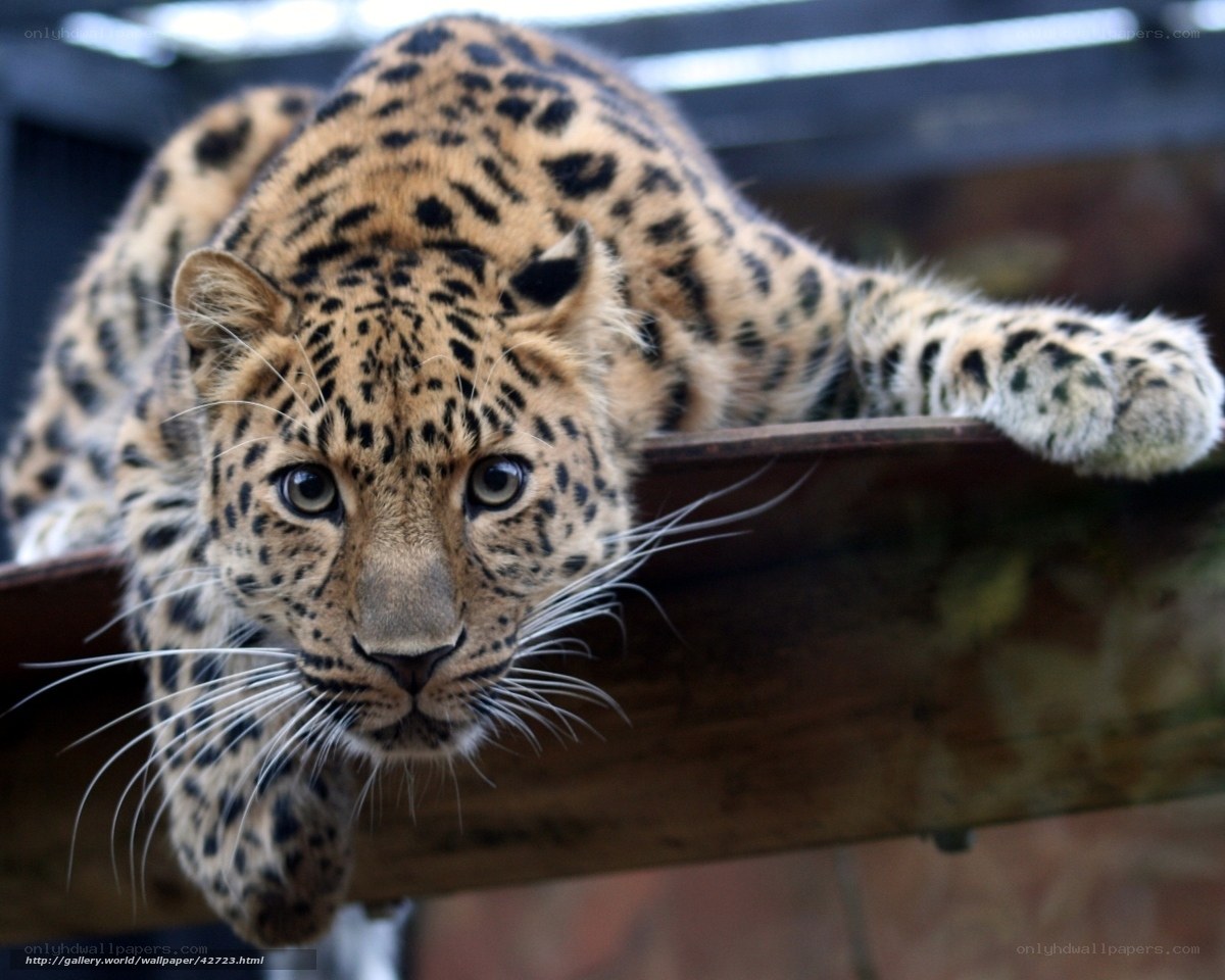 leopard on wooden beam