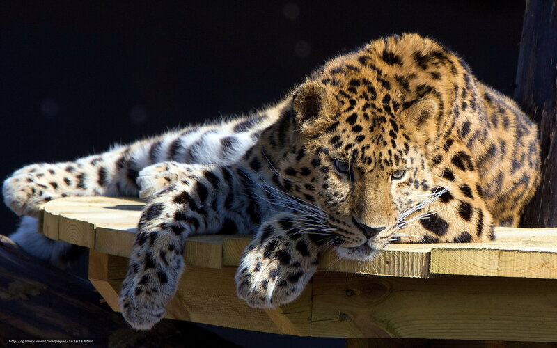 Leopard on Wooden Platform — Brown, Calm