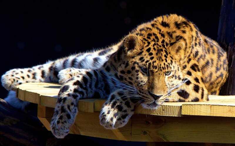 Leopard on Wooden Platform — Brown