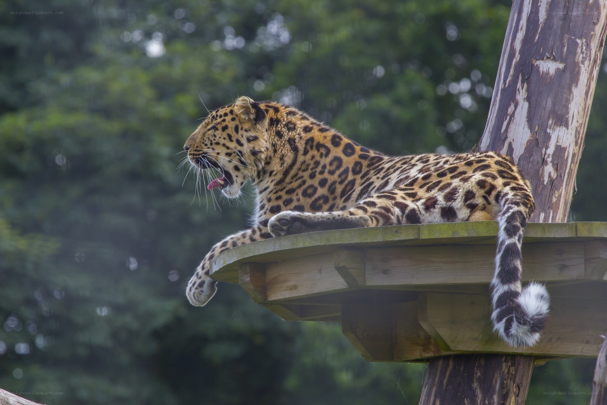 Leopard on wooden platform