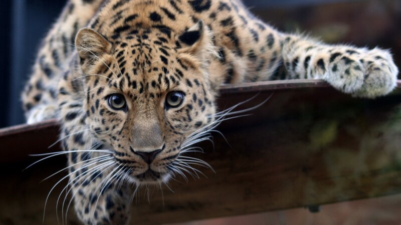 Leopard on Wooden Structure