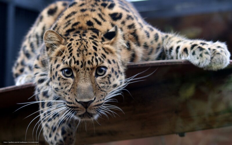 Leopard on Wooden Surface — Brown, Alert