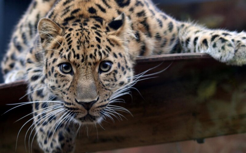 Leopard on Wooden Surface — Brown