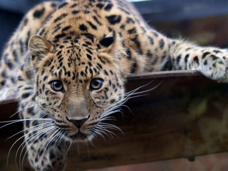 Leopard on Wooden Surface