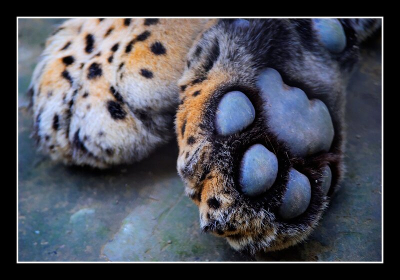 Leopard Paw Close-up