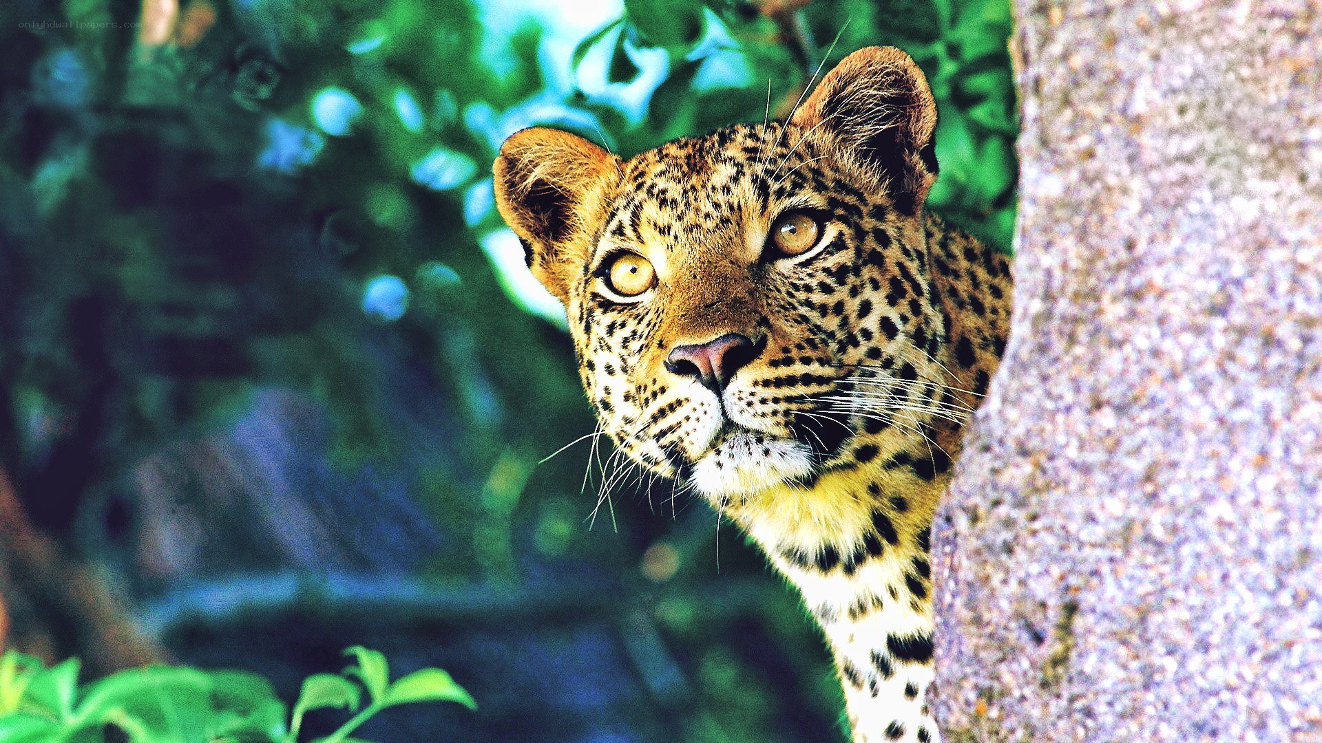 Leopard peeking from behind a tree