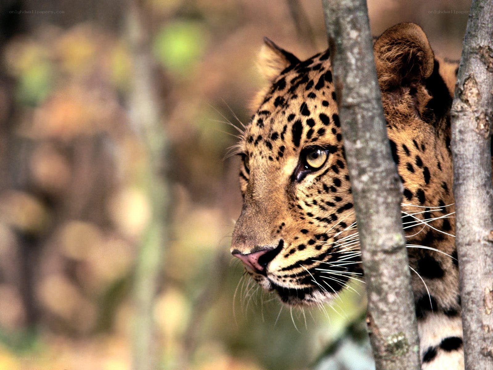 Leopard peeking from behind a tree