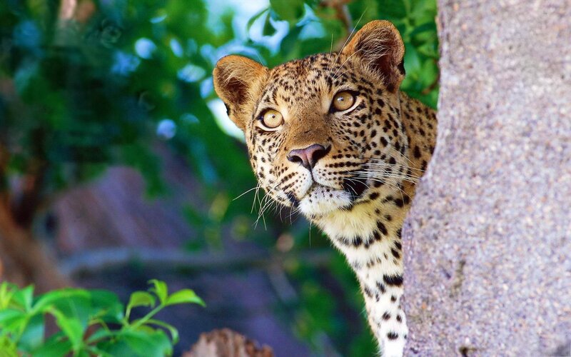 Leopard Peeking from Tree — Brown, Alert, Afternoon, Photograph