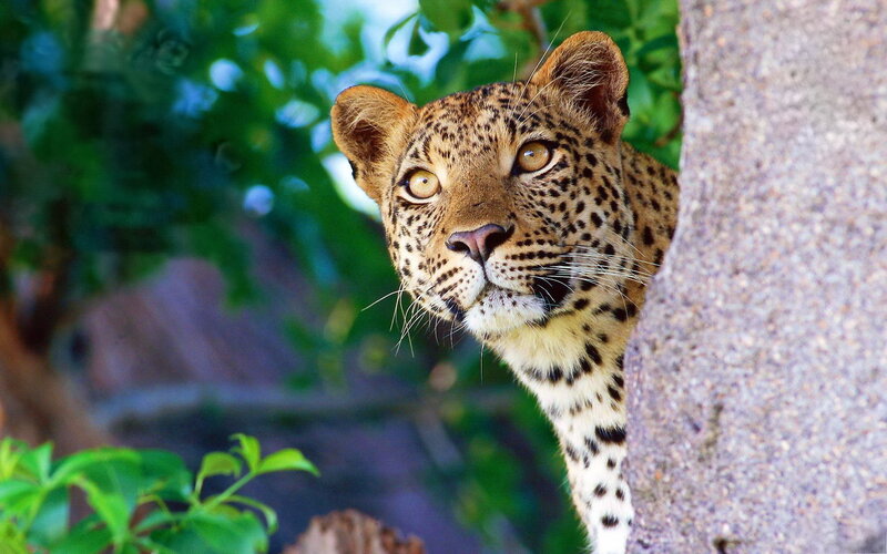Leopard Peeking from Tree — Brown
